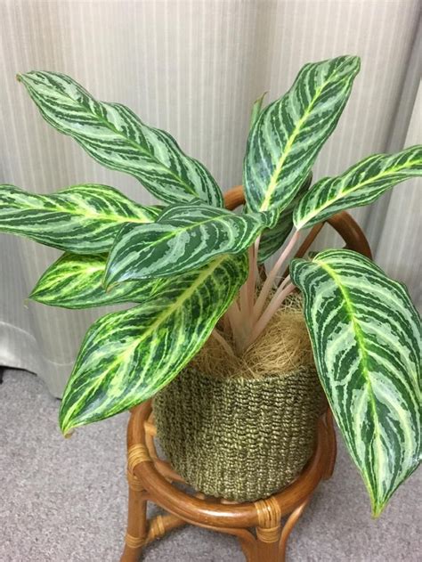 浴室 植物 風水|浴室に飾れる観葉植物7選！飾り方は？管理のコツは。